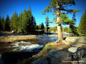 Lyell River Tuolumne Yosemite