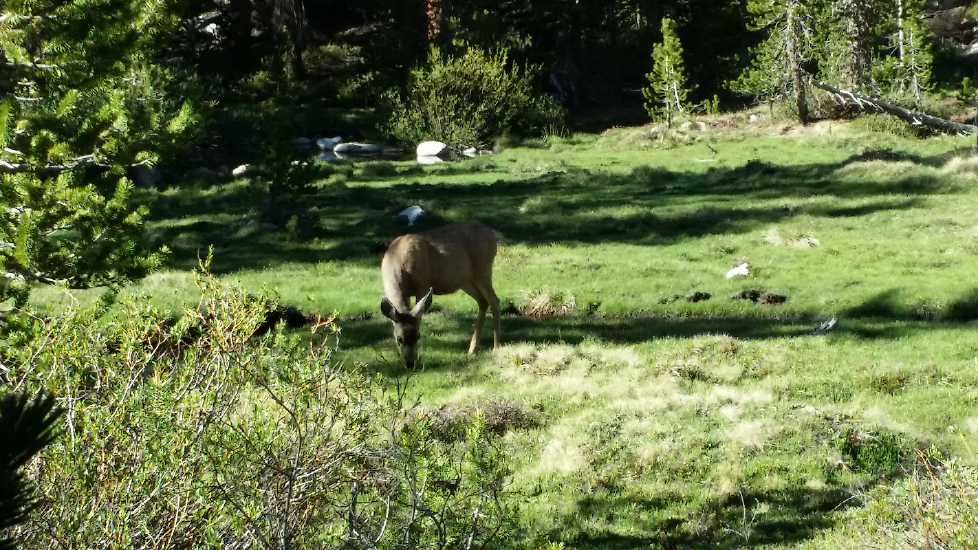 High Sierra Trail Day 5 Deer in Meadow Plan & Go Hiking